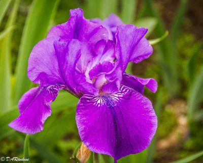 Iris I
