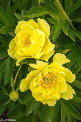 Peonies in Yellow