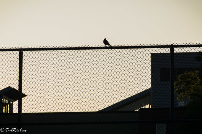 Bird On a Fence