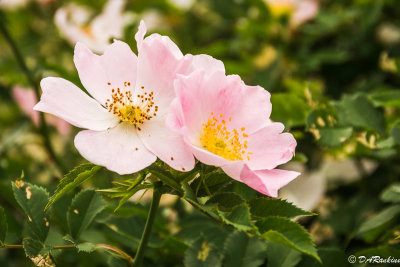 Single Petal Roses