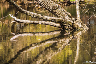 Reflections of a Fallen Tree