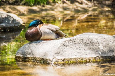 Mallard at Rest