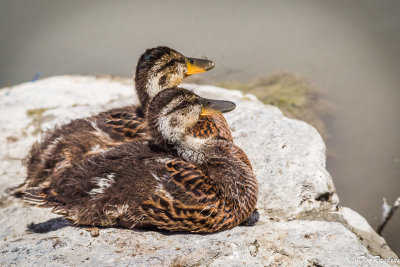 Mallards in Pairs I