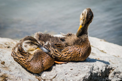 Mallards in Pairs II