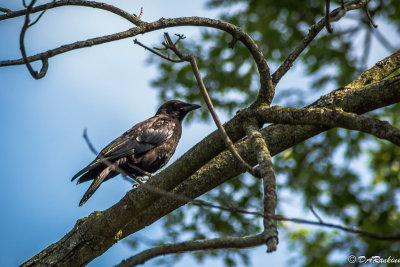 Blackbird in Brookbanks I