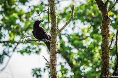 Blackbird in Brookbanks II