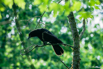 Blackbird in Brookbanks III