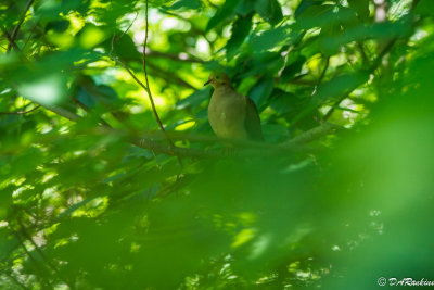 Dove in the Thicket