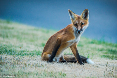 The Urban Fox III