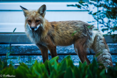 The Urban Fox I