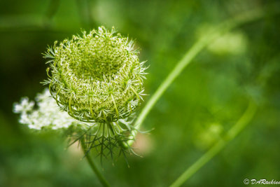 Queen Anne's Lace