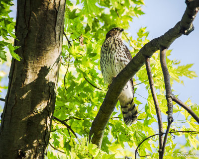 Red-Tailed Hawk