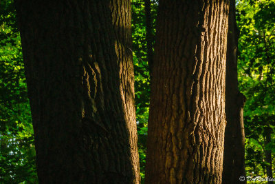 Sunlight on Maple Trees