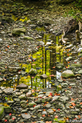 Autumn Reflected in a Creek