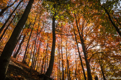 Maple Trees and Sunlight