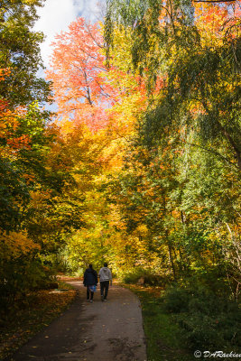 Autumn in Brookbanks