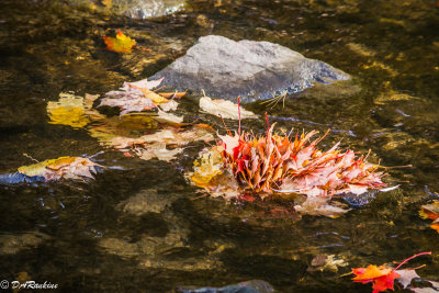 Maple Leaves in Creek
