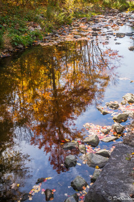 Reflections in Wilket Creek II