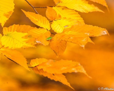 The green in the yellow of autumn