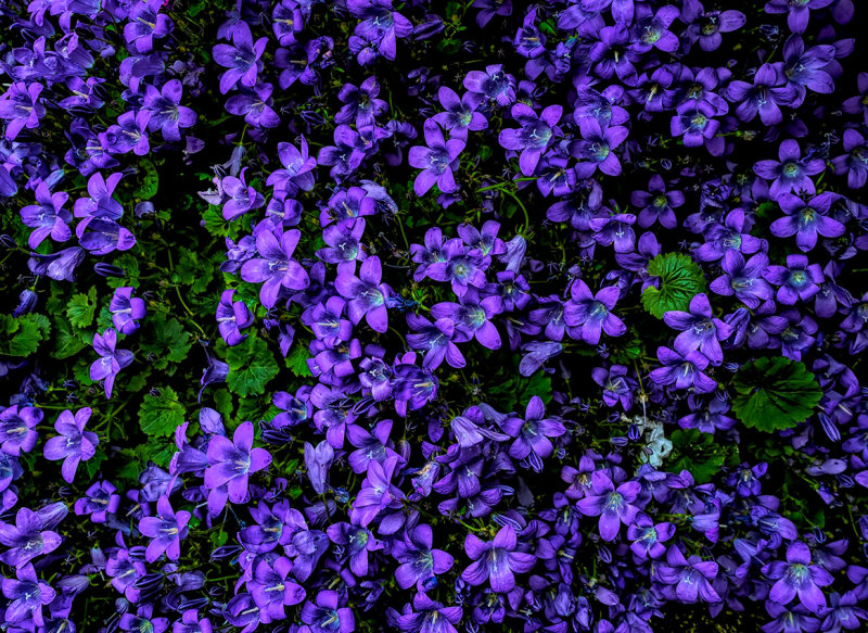 wall of color