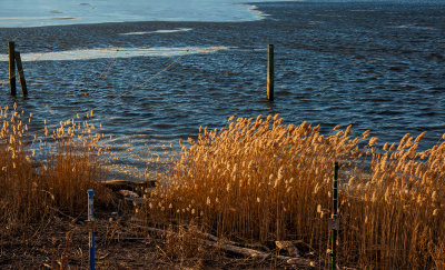 golden light in winter