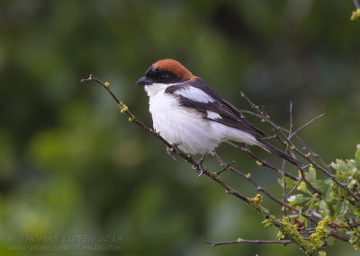 Roodkopklauwier - Woodchat Shrike - Lanius senator