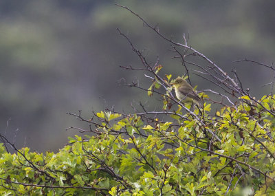 Orpheusspotvogel (Hippolais polyglotta)