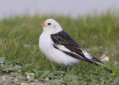 Sneeuwgors - Snow Bunting - Plectrophenax nivalis