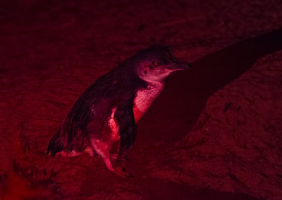 Little Penguin - Eudyptula minor