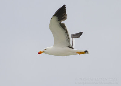 Pacific Gull - Diksnavelmeeuw - Larus pacificus