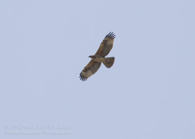 Havikarend - Bonelli's Eagle - Aquila fasciata
