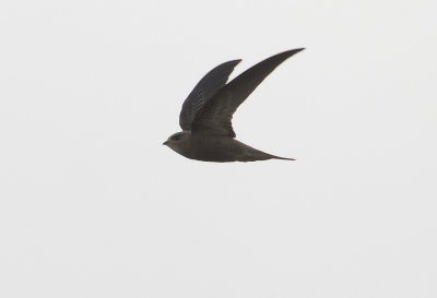 Vale Gierzwaluw - Pallid Swift - Apus pallidus