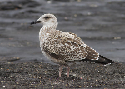 Geelpootmeeuw (Larus michahellis)