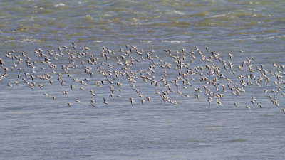 Drieteenstrandloper (Calidris alba)