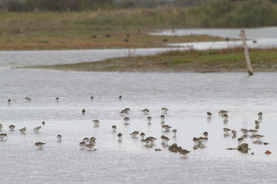 Bonte Strandloper (Calidris alpina)