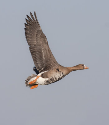 Kolgans - Greater White-fronted Goose - Anser albifrons