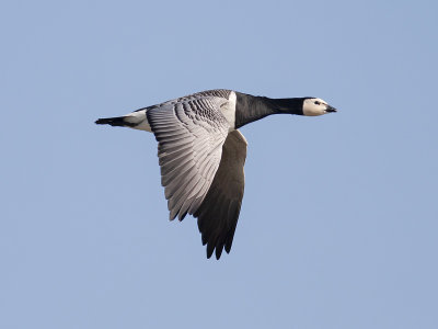 Brandgans (Branta leucopsis)