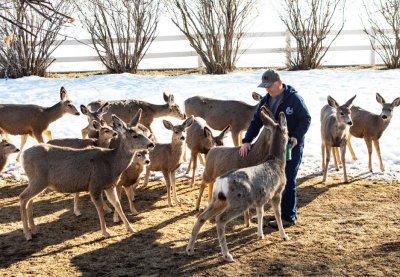 6654 Dave feeding deer Feb 13 2020.