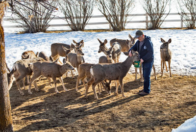 6659 Dave feeding deer Feb 13 2020