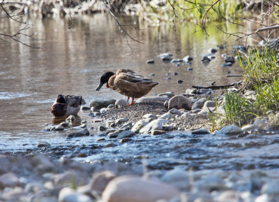 6974 Ducks in river.jpg