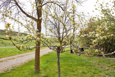 7125 Pear tree April 3  2020.jpg