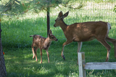7536 Mom and fawn  July 10  2020.jpg