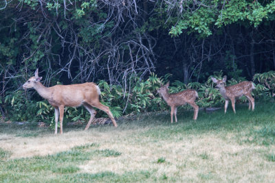 9442 Mom and fawns  July 20 2021.jpg