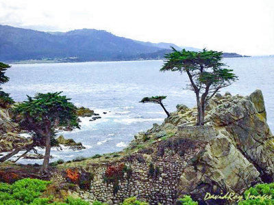 Lone Cypress 6