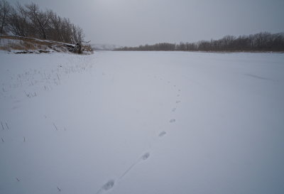 Coyote Tracks