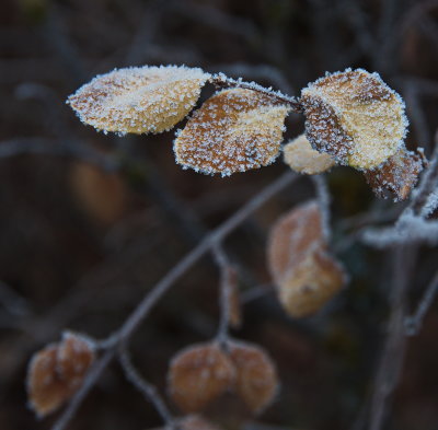 Frosted