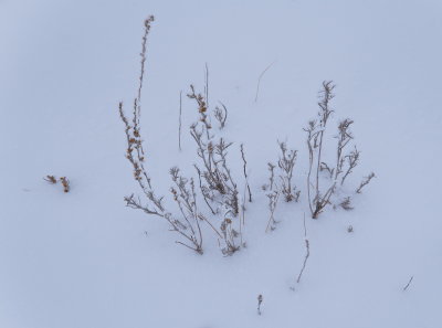 The Snow Was My Canvas