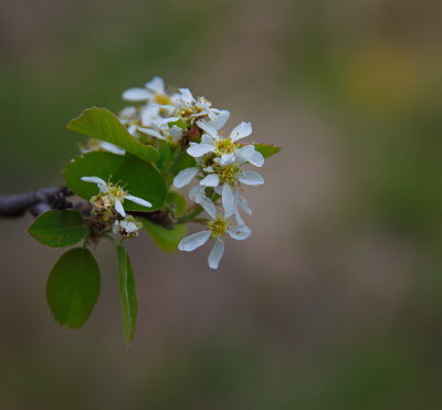 Spring Flower on a Prairie Bush