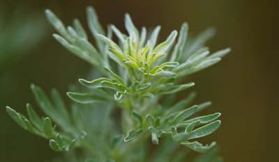 Weeds