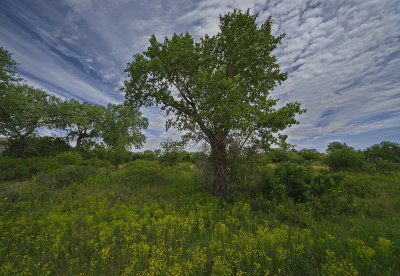 Spring Greenery